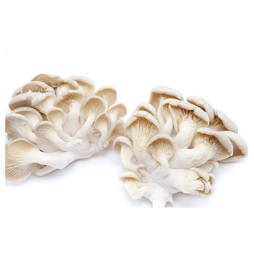 Fresh  Mushroom Flat Oyster-1Kg